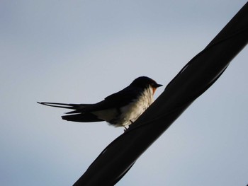 2023年4月22日(土) 平和の森公園、妙正寺川の野鳥観察記録