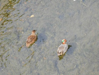 コガモ 平和の森公園、妙正寺川 2023年4月22日(土)