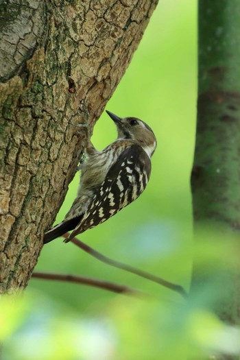 Sun, 6/3/2018 Birding report at Osaka castle park