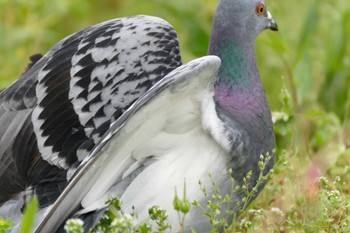 2023年4月22日(土) 新横浜公園の野鳥観察記録