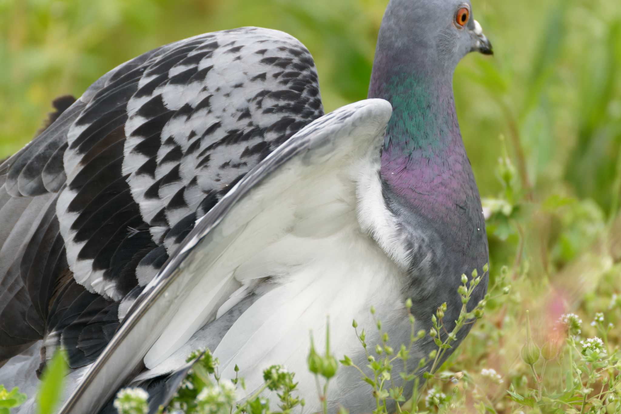 新横浜公園 カワラバトの写真 by たねもみちゃん