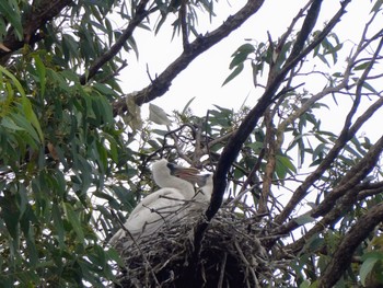 オーストラリアヘラサギ Windsor, NSW, Australia 2023年4月22日(土)