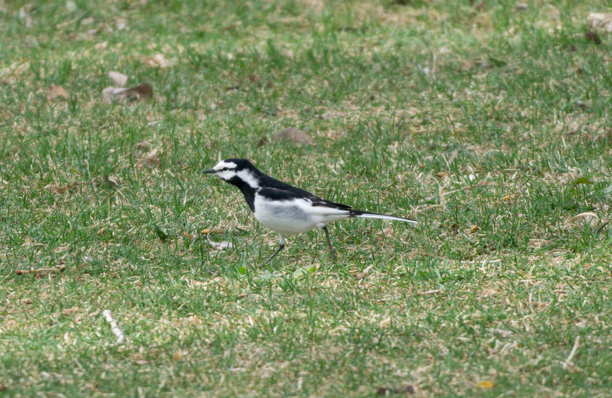 Photo of White Wagtail at 札幌市 by マルCU