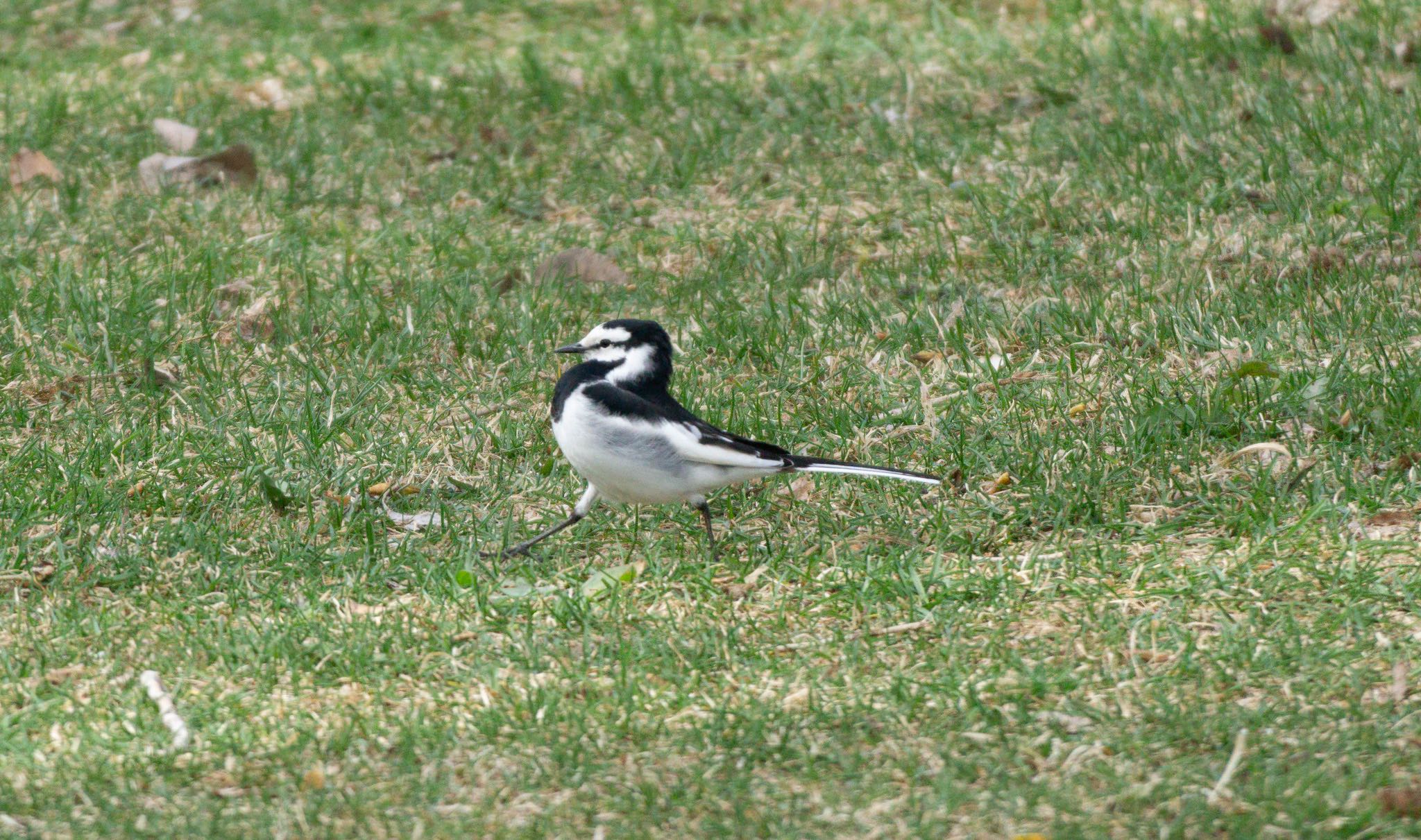 Photo of White Wagtail at 札幌市 by マルCU