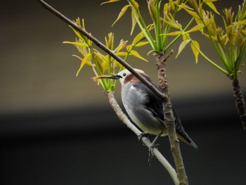 Chestnut-cheeked Starling 新潟市西区 Fri, 4/21/2023