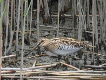 2023年4月22日(土) 東京港野鳥公園の野鳥観察記録