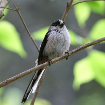 Long-tailed Tit 片倉城跡公園 Sat, 4/22/2023