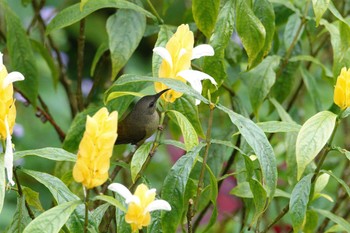 Black-throated Sunbird Fraser's Hill Fri, 3/10/2023