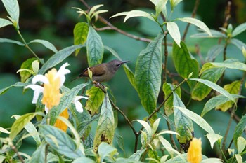 Black-throated Sunbird Fraser's Hill Fri, 3/10/2023