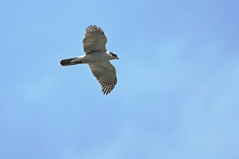 Eurasian Goshawk 千葉県柏市 Sun, 4/16/2023