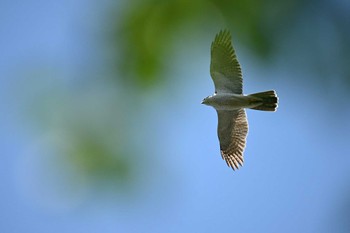 Eurasian Goshawk 千葉県柏市 Sun, 4/16/2023