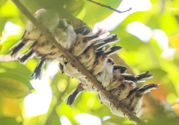 Long-tailed Tit 大阪 Sat, 4/22/2023