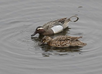 Garganey 藤沢市 Sat, 4/22/2023