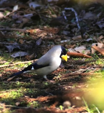 Japanese Grosbeak Arima Fuji Park Mon, 2/27/2023