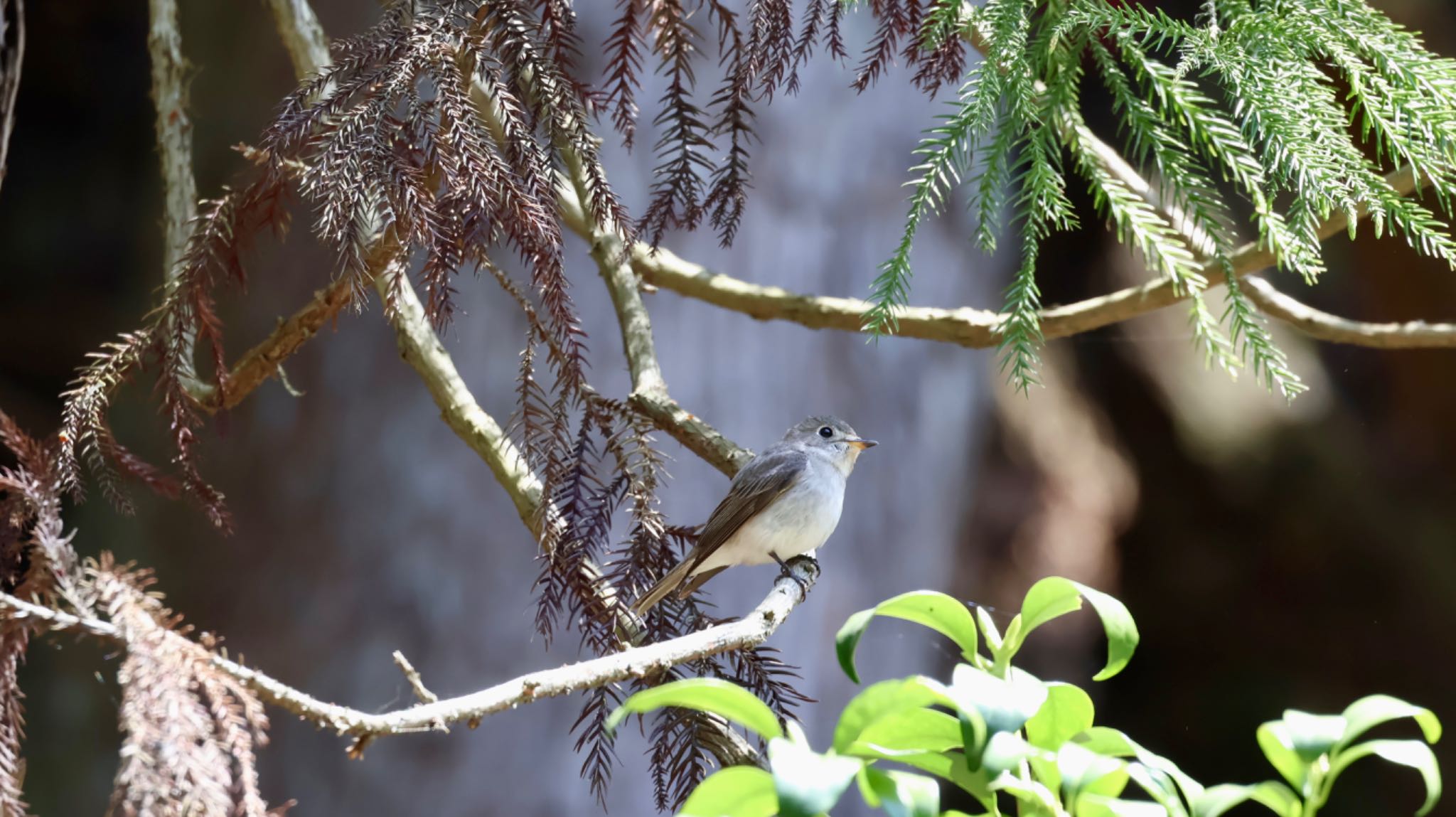 Photo of Asian Brown Flycatcher at 箕面山 by 洗濯バサミ