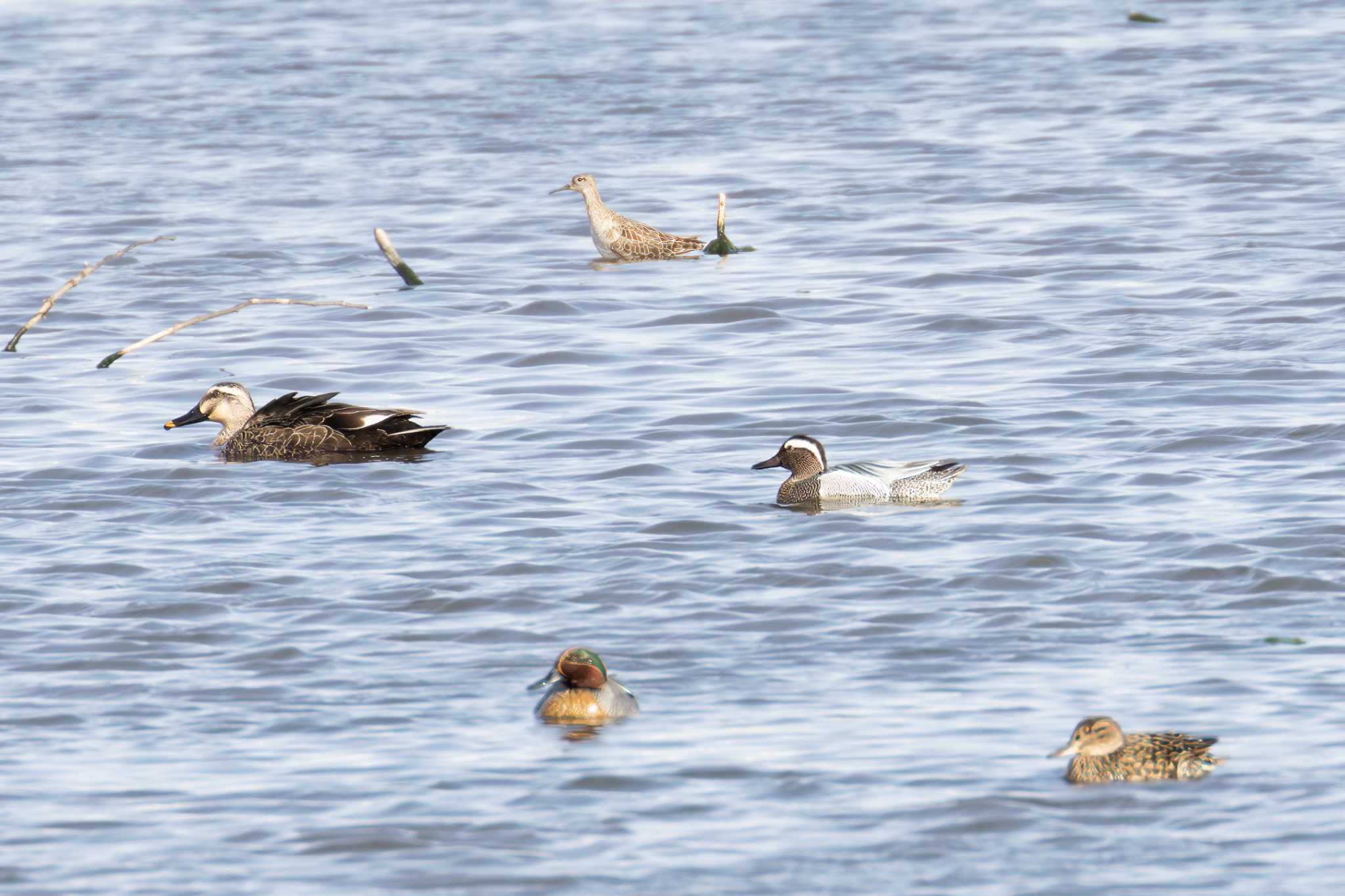 Photo of Ruff at 大沼(宮城県仙台市) by LeoLeoNya