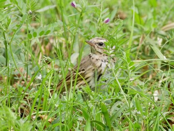 2023年4月7日(金) 狭山湖の野鳥観察記録