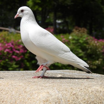 カワラバト 名城公園 2023年4月20日(木)