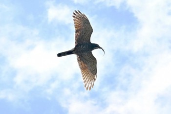 Grey-faced Buzzard 千葉県柏市 Sun, 4/16/2023