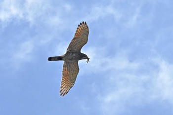 Grey-faced Buzzard 千葉県柏市 Sun, 4/16/2023