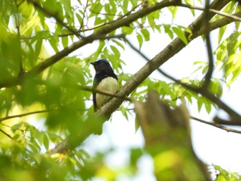 Blue-and-white Flycatcher Osaka castle park Sat, 4/22/2023