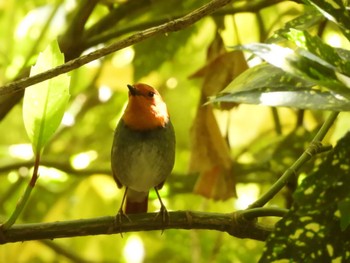 2023年4月22日(土) 大阪城公園の野鳥観察記録