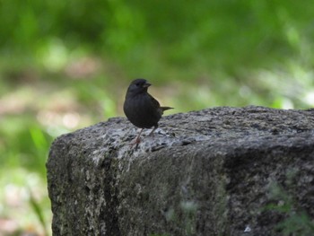 Grey Bunting Osaka castle park Sat, 4/22/2023