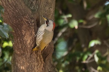 Japanese Green Woodpecker 庄内緑地公園 Sat, 4/22/2023