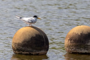 コアジサシ 庄内緑地公園 2023年4月22日(土)