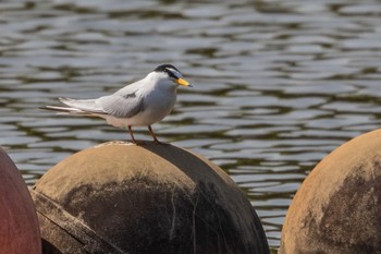 コアジサシ 庄内緑地公園 2023年4月22日(土)