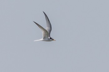 Little Tern 庄内緑地公園 Sat, 4/22/2023