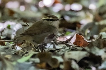 ヤブサメ 庄内緑地公園 2023年4月22日(土)