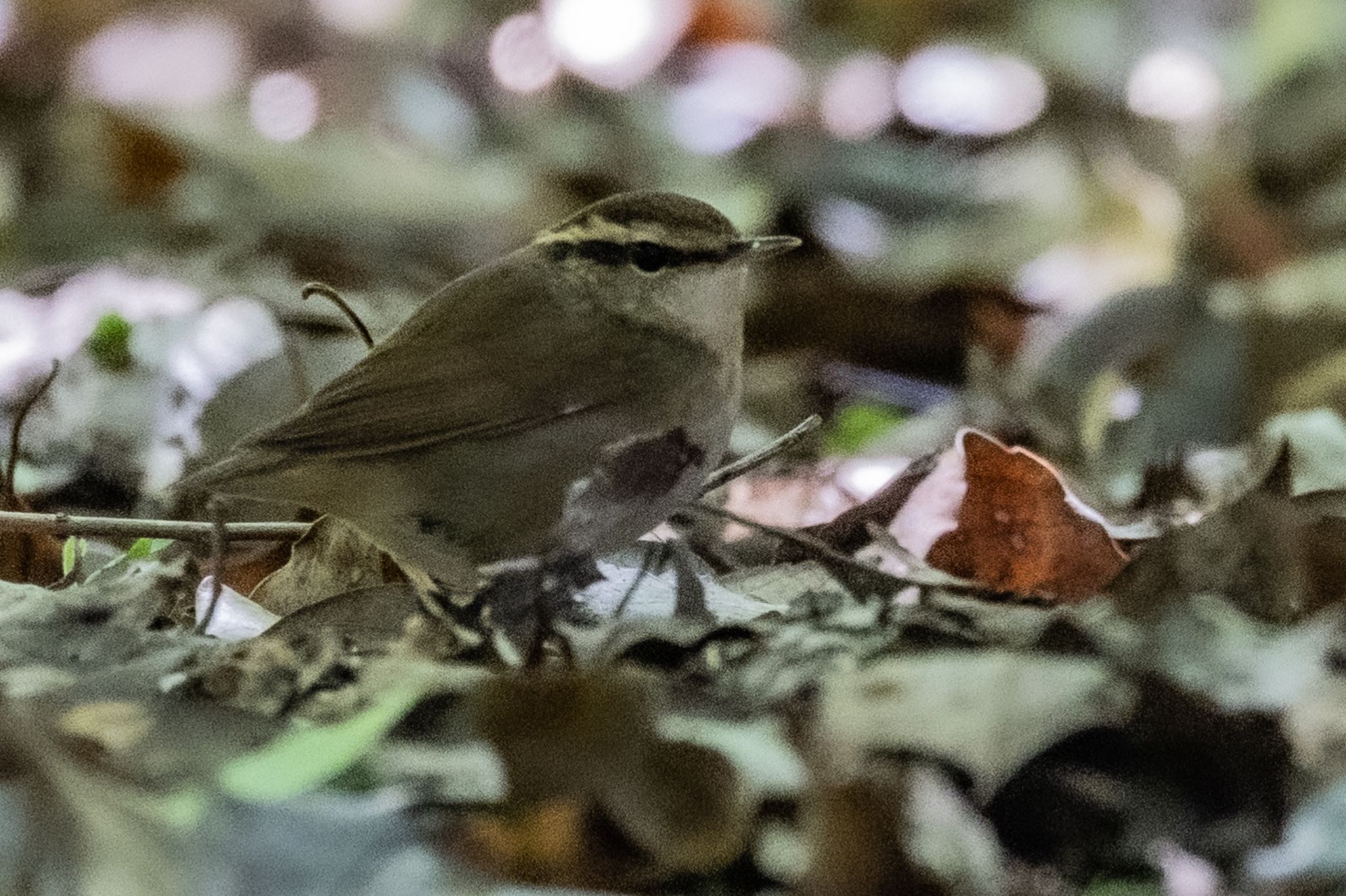 Photo of Asian Stubtail at 庄内緑地公園 by 青ちゃん