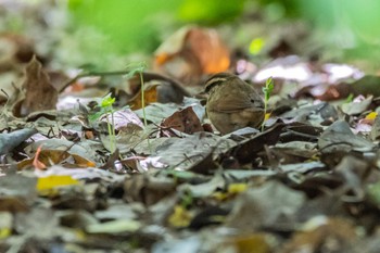 ヤブサメ 庄内緑地公園 2023年4月22日(土)