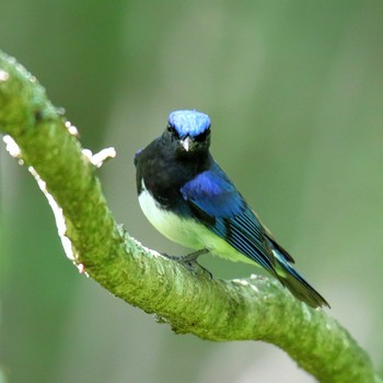 Blue-and-white Flycatcher 山梨県 Sun, 6/3/2018