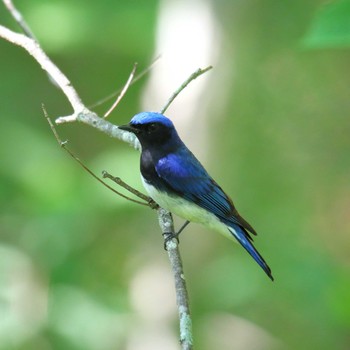 Blue-and-white Flycatcher 山梨県 Sun, 6/3/2018