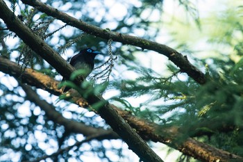 サンコウチョウ 場所が不明 2018年6月3日(日)