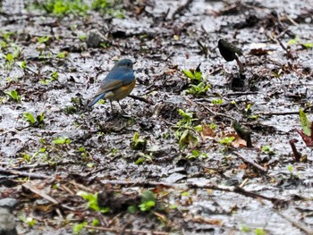 2023年4月22日(土) 宮城沢林道(札幌市西区)の野鳥観察記録