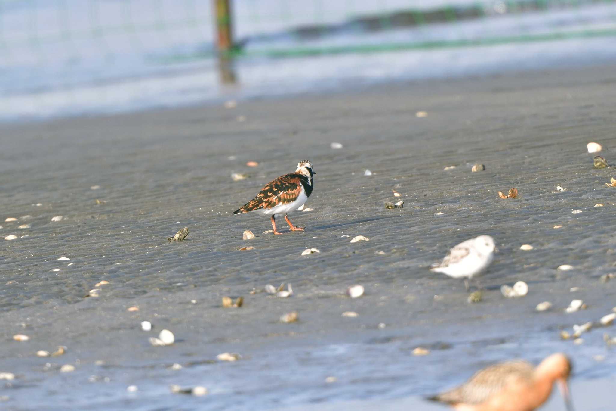 ふなばし三番瀬海浜公園 キョウジョシギの写真 by やなさん