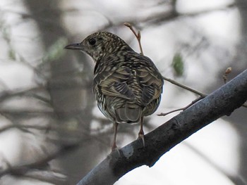 2023年4月22日(土) 盤渓市民の森(札幌市中央区)の野鳥観察記録