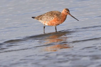 2023年4月18日(火) ふなばし三番瀬海浜公園の野鳥観察記録