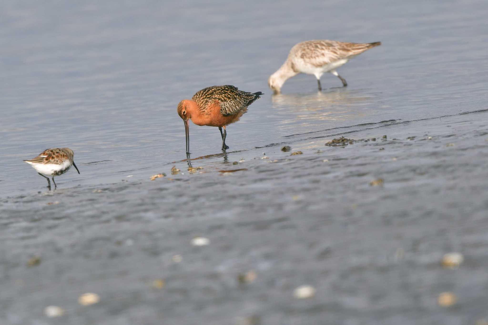 ふなばし三番瀬海浜公園 オオソリハシシギの写真 by やなさん