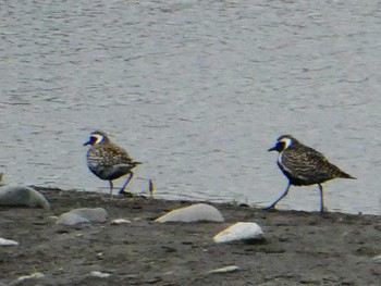 Pacific Golden Plover 酒匂川河口 Sat, 4/22/2023