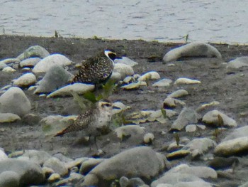 Pacific Golden Plover 酒匂川河口 Sat, 4/22/2023