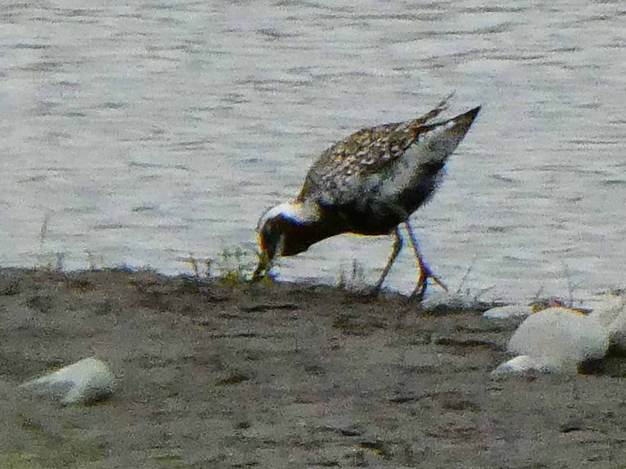 Pacific Golden Plover