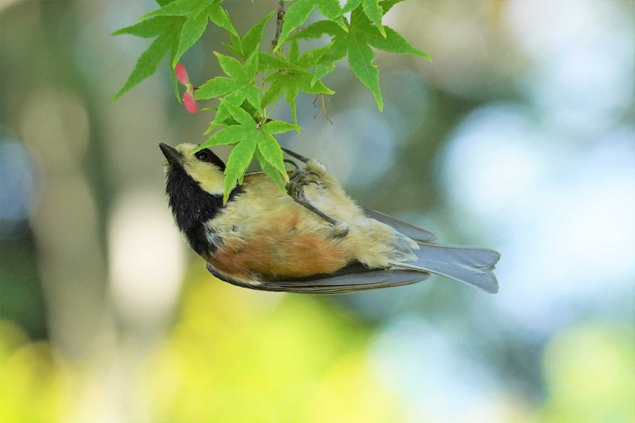 ヤマガラ