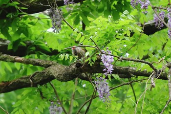 2023年4月22日(土) こども自然公園 (大池公園/横浜市)の野鳥観察記録