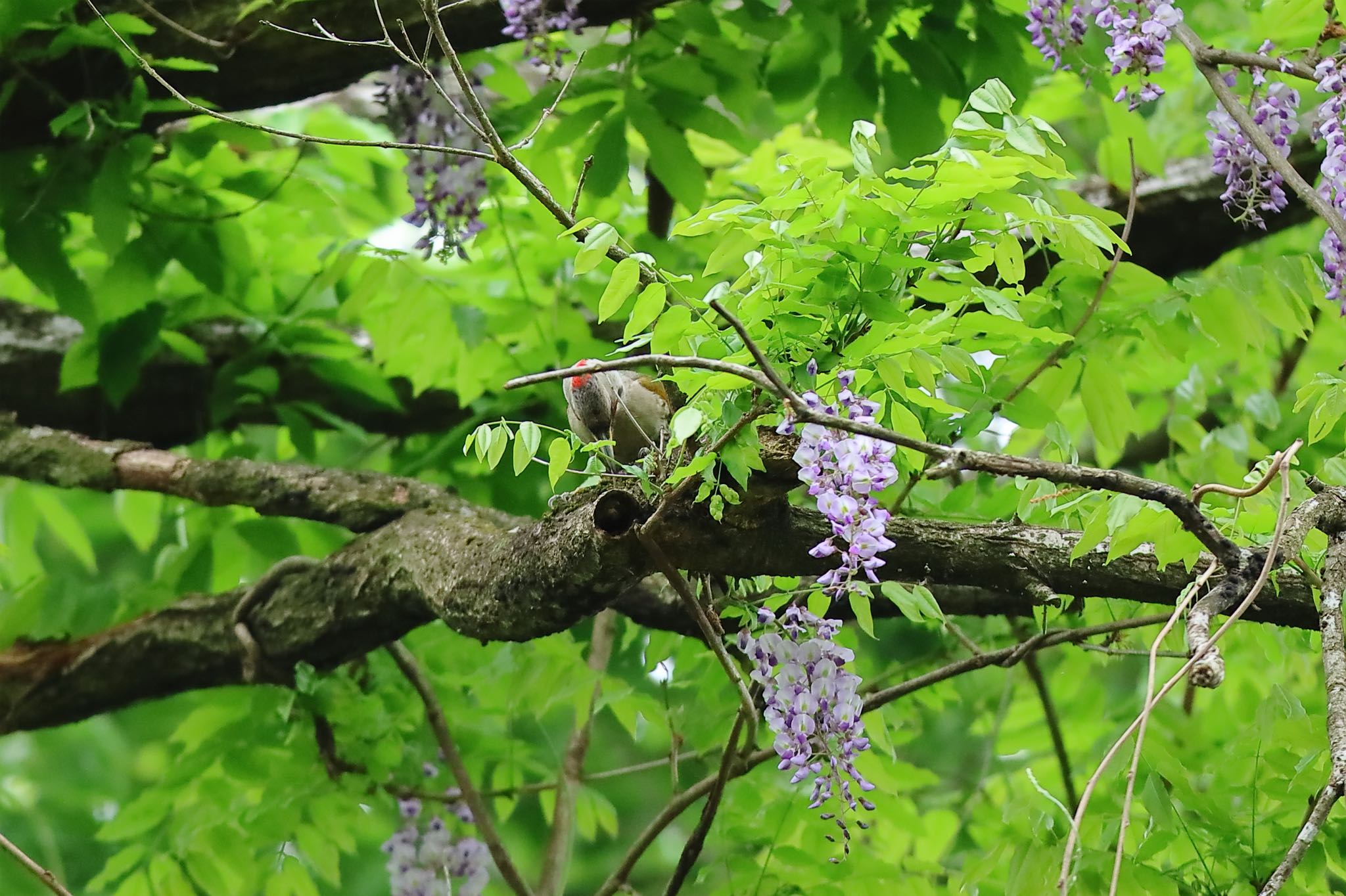 Photo of Japanese Green Woodpecker at Kodomo Shizen Park by こぐまごろう