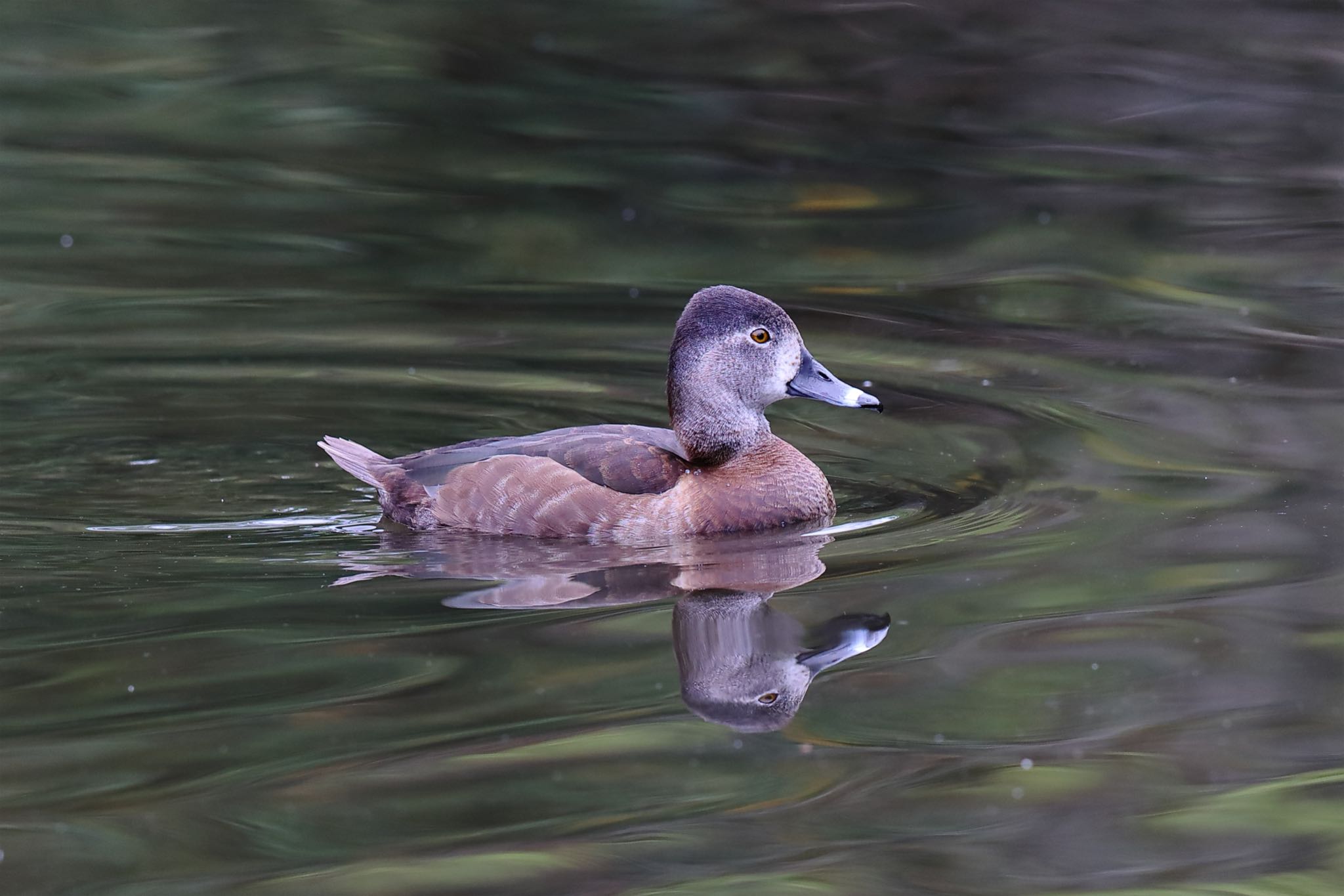 こども自然公園 (大池公園/横浜市) クビワキンクロの写真 by こぐまごろう