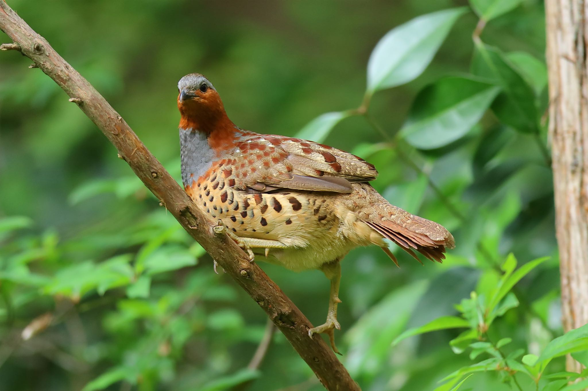 Chinese Bamboo Partridge